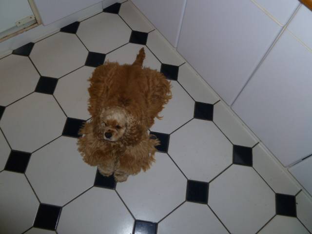 cocker americain britany - Cocker Américain