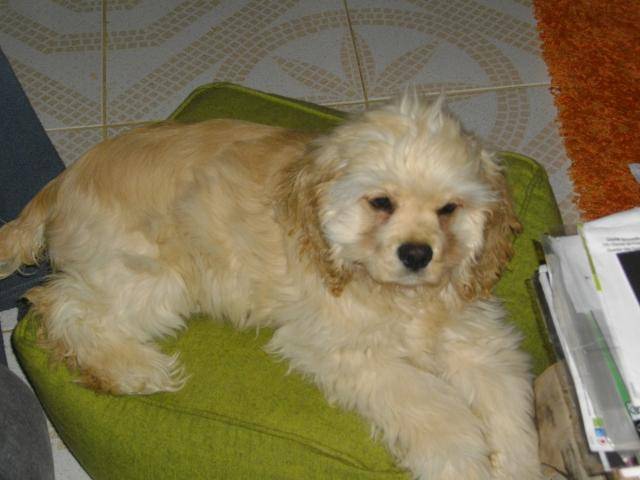 galice cocker americain de 4 mois - Cocker Américain (4 mois)