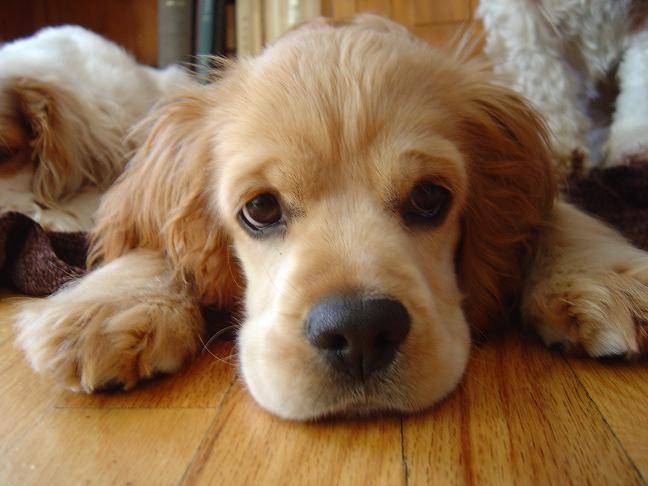 Frimousse - Cocker Américain