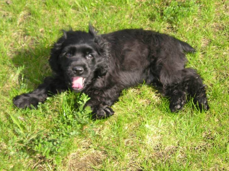 Virus 4 mois - Cocker Américain (4 mois)