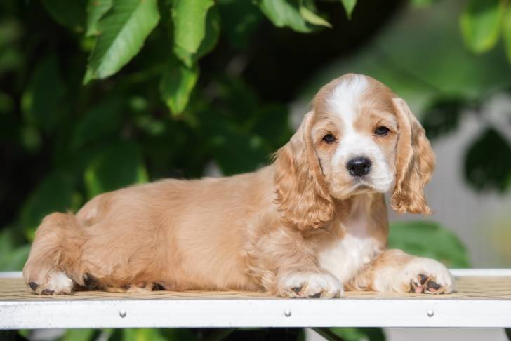 Un Cocker Américain allongé sur une table en extérieur 