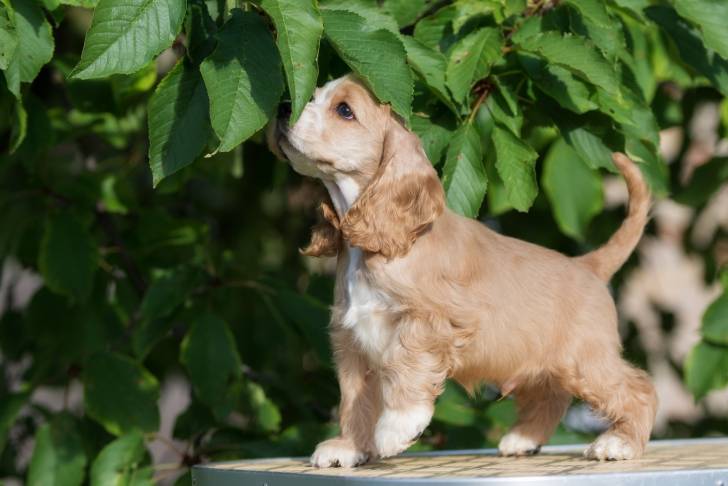 Photo Cocker Américain