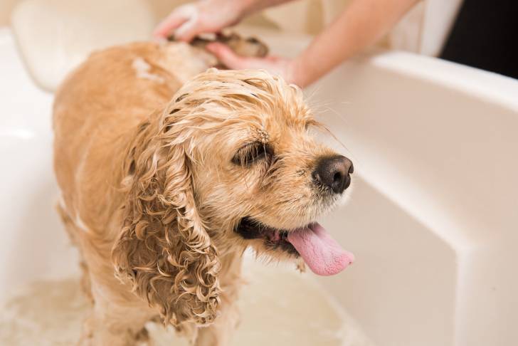Un Cocker Américain en train de prendre un bain
