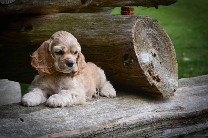 Un Cocker Américain allongé sur un banc en bois