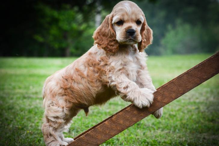 Un Cocker Américain en position statique sur une petite échelle en bois