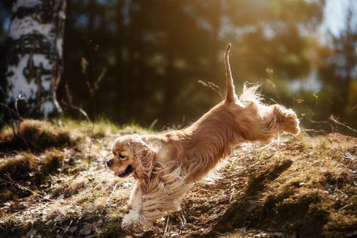 Un Cocker Américain en train de courir pendant une promenade dans les bois