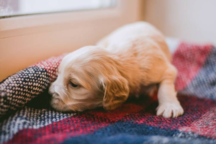 Un jeune Cocker Américain allongé sur un plaid