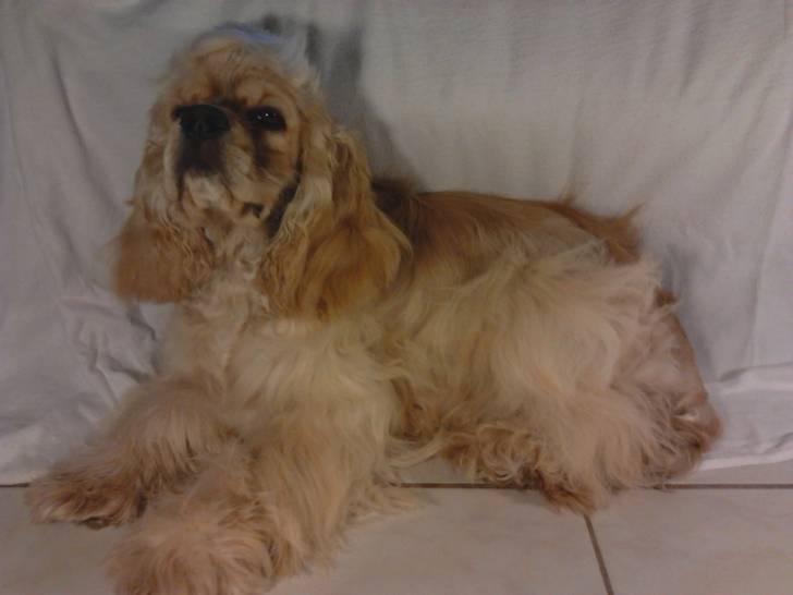 Gordon - Cocker Américain Mâle (8 mois)