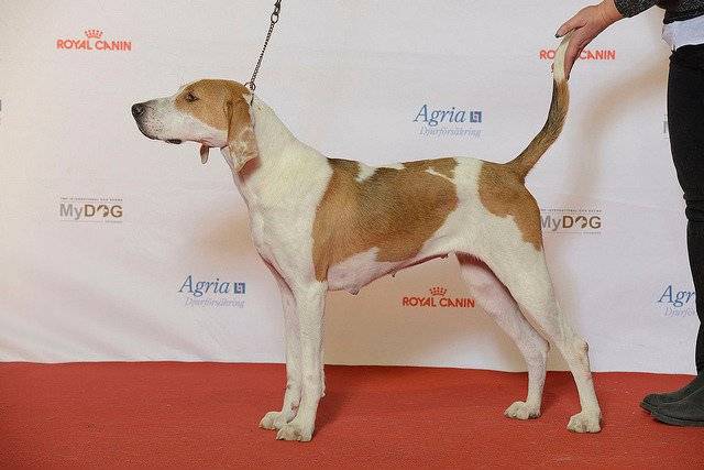Un Foxhound Américain pendant une exposition canine