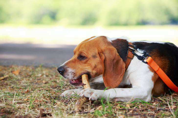 Un Foxhound Américain allongé avec un bâton dans la gueule