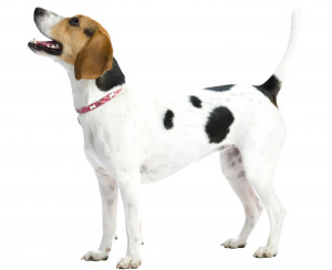 Un Foxhound Américain sur fond blanc