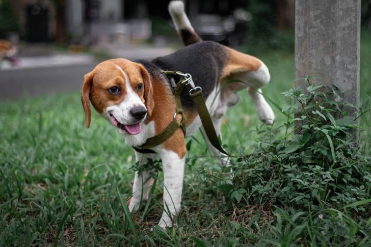Un Foxhound Américain en train d'uriner