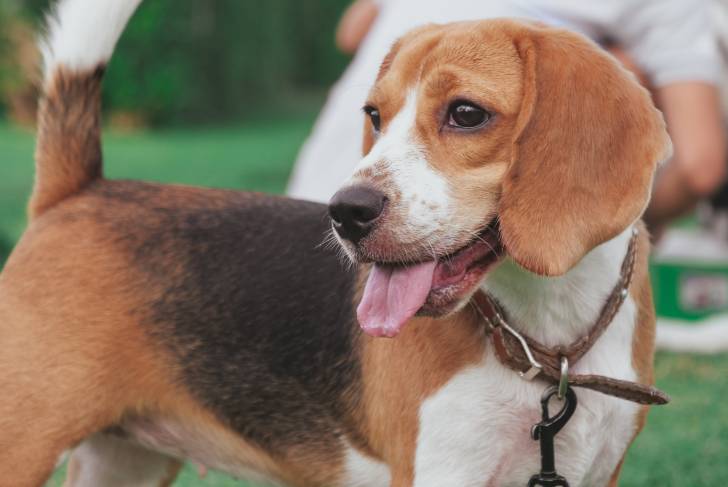 Un jeune Foxhound Américain tenu en laisse