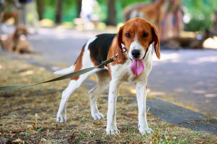 Un Foxhound Américain tenu en laisse pendant sa promenade