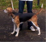 TAMBOUR , Anglo-Francais de petite venerie - Anglo-Français de Petite Vénerie