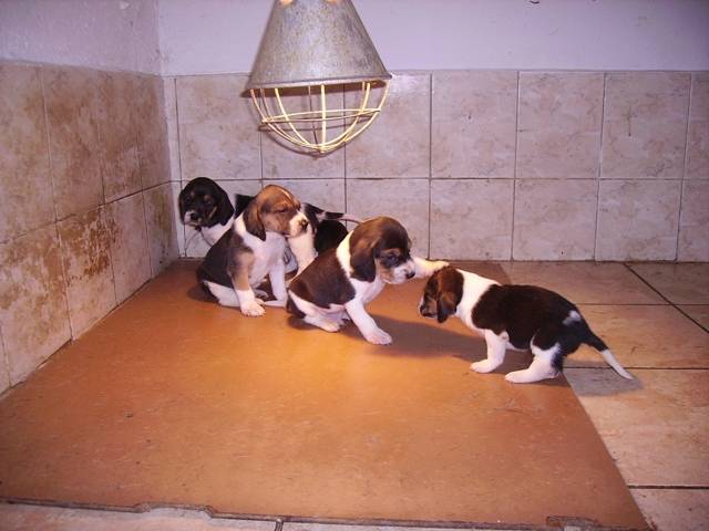 Anglo-Français de Petite Vénerie - Anglo-Français de Petite Vénerie