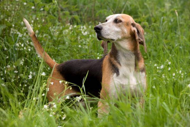 ANGLO-FRANCAIS de Petite Vénerie - Anglo-Français de Petite Vénerie