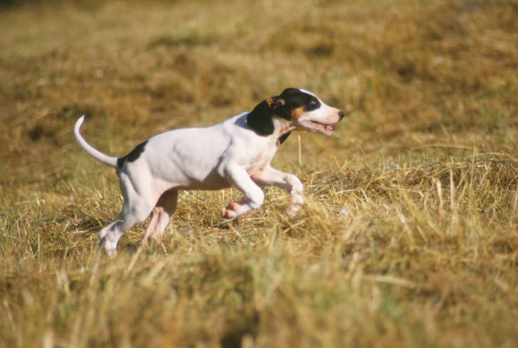 Un chien Ariégeois en train de bondir dans un champ