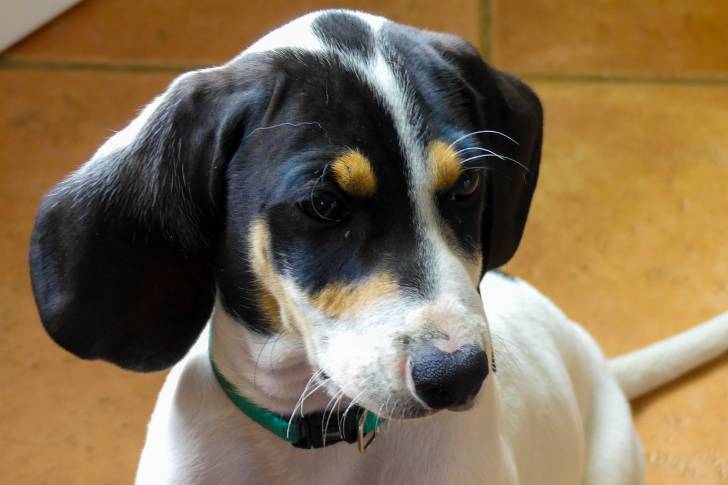 Une tête de jeune chien Ariégeois