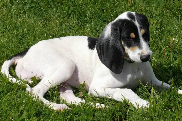 Un jeune chien Ariégeois couché dans l'herbe