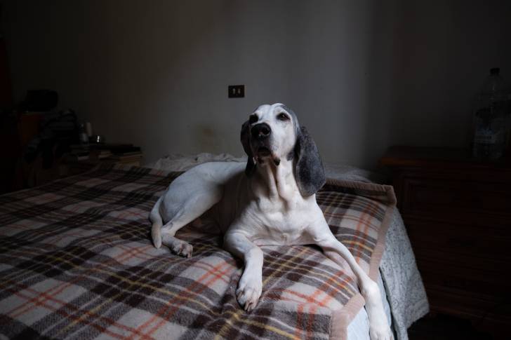 Un chien Ariégeois couché sur un lit