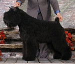 Mozart - Bouvier des Flandres Mâle (4 ans)