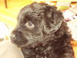 Gaïa - Bouvier des Flandres (2 mois)