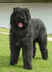 id - Bouvier des Flandres (10 mois)