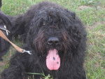 Dorth - Bouvier des Flandres Mâle (5 ans)
