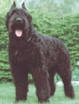 Bouvier des Flandres - Bouvier des Flandres