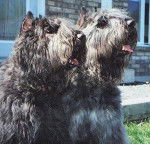 Bouvier des Flandres - Bouvier des Flandres