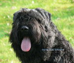 bouvier des flandres Ahostia de Lage Baston - Bouvier des Flandres