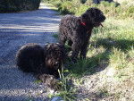 bimbo et angie bouvier des flandres - Bouvier des Flandres