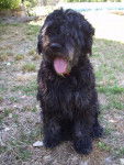 angie de la spa bouvier des flandres - Bouvier des Flandres
