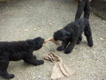 Canelle et Cyrius : bouviers des flandres - Bouvier des Flandres