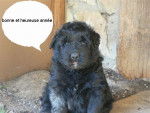 bouvier des flandres - Bouvier des Flandres