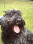 uzak bouvier des flandres - Bouvier des Flandres