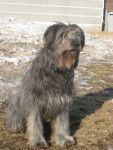 Lotus (Croisée Bouvier des Flandres) - Bouvier des Flandres