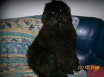 emmy bouvier des flandres - Bouvier des Flandres