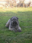 bouvier des flandres trois ans - Bouvier des Flandres
