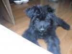 Shelby - Bouvier des Flandres - Bouvier des Flandres