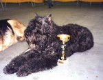 Bouvier des Flandres, Herzeele du Clos d'Ebène - Bouvier des Flandres