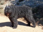Oslo des Argeiras / Bouvier des Flandres - Bouvier des Flandres