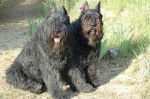 Oslo et Prisca des Argeiras - Bouvier des Flandres