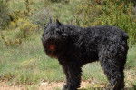 Bouvier des Flandres : Oslo des Argeiras - Bouvier des Flandres