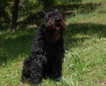 Prisca des Argeiras - Bouvier des Flandres - Bouvier des Flandres