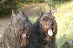 Oslo et Prisca des Argeiras-Bouviers des Flandres - Bouvier des Flandres