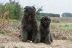 Photo Bouvier des Flandres