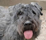 MINA de la Dullague - Bouvier des Flandres (3 ans et demi)