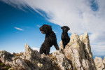 Photo Bouvier des Flandres